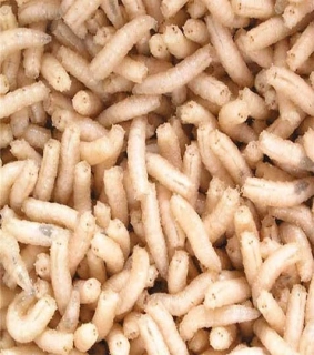 Červi bílí (krabička 0,8dcl)
